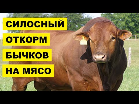Видео: Силосный откорм бычков на мясо | КРС | Мясное скотоводство | Откорм крупного рогатого скота силосом