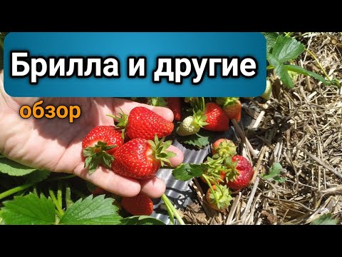 Видео: Клубника Брилла. Урожайность, вкус, сахар. Обзор сортов прошлого года. Belklubnika.by