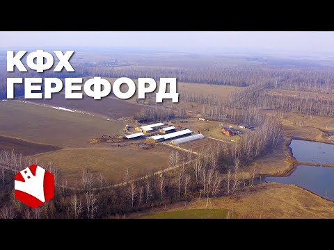 Видео: Разведение крупного рогатого скота | Мясные бычки и молочные коровы | КФХ Герефорд