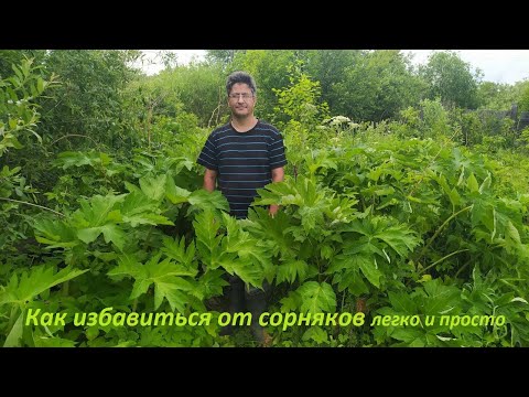 Видео: КАК ИЗБАВИТЬСЯ ОТ СОРНЯКОВ легко и просто