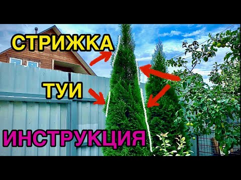 Видео: 🌲СТРИЖКА ТУИ ✂️инструкция✅Как правильно стричь тую ❓❗️Ответы на вопросы