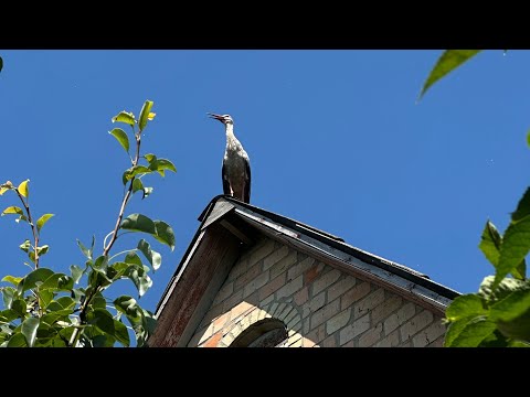 Видео: Продовжую прибирати в будинку, який дістався мені у спадщину, тепер вітальня Прилетів красень лелека