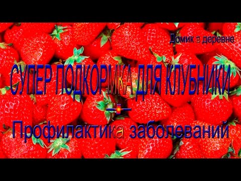 Видео: Самая лучшая подкормка клубники!!!!!!!