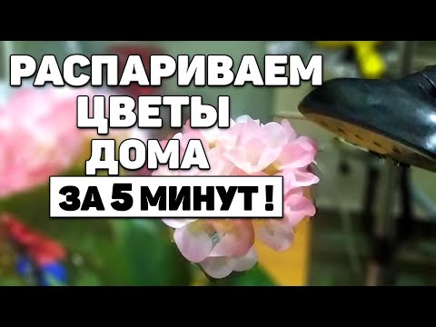 Видео: Как распарить цветы дома за 5 минут!