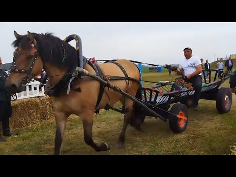 Видео: ЛОШАДИ🐎 ТОРЖЕСТВЕННОЕ ПРЕДСТАВЛЕНИЕ УЧАСТНИКОВ СОРЕВНОВАНИЙ