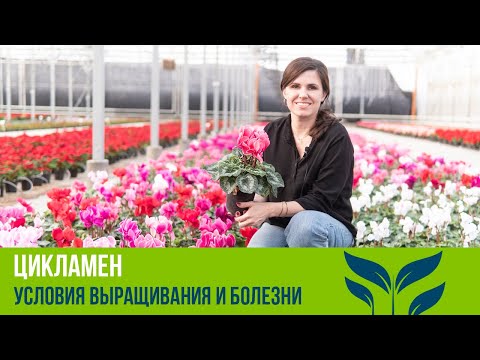 Видео: Цикламен. Условия выращивания и болезни.