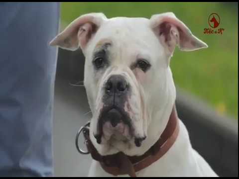 Видео: Митя Фомин и Белоснежка - в программе DOG STAR