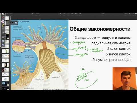 Видео: Главное о строении Кишечнополостных | Биология ЕГЭ