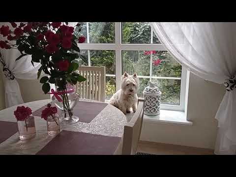 Видео: Аделька сказала - ПОРА В САД!  осенние хлопоты, уборка на боковой клумбе, обрезка хост и пионов.