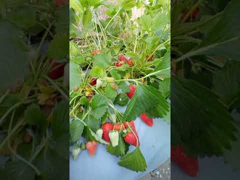 Видео: САЖЕНЦЫ АМЕРИКАНСКОЙ КЛУБНИКИ|СОРТ КАБРИЛЛО|КЫРГЫЗСТАН