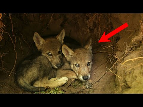 Видео: Лесник связал веревкой  ВОЛЧАТ и оставил их УМИРАТЬ в собственном логове. Волки не стерпели такого!