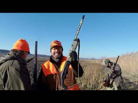 Видео: 20 выход - на фазана