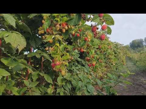 Видео: Малина Маравілла. Відгук з Вінниччини