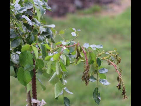 Видео: Поникают и сохнут ветки у роз, бутоны не расцветают Питомник роз Полины Козловой rozarium.biz