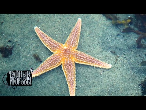 Видео: Литоральные животные. Тайные механизмы природы