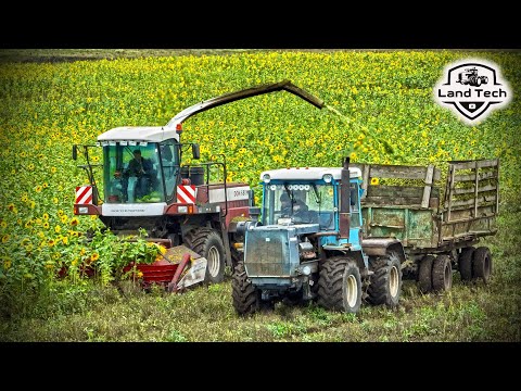 Видео: Заготовка силоса из подсолнечника - новый комбайн ДОН-680М, тракторы Т-150К и К-744!