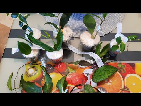 Видео: /Распаковка посылки с долгожданными хойями/🌱📦💗
