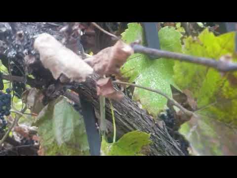 Видео: С виноградом пролет