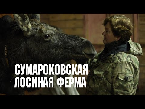 Видео: Сумароковская лосиная ферма // Дикие: Стратегия спасения