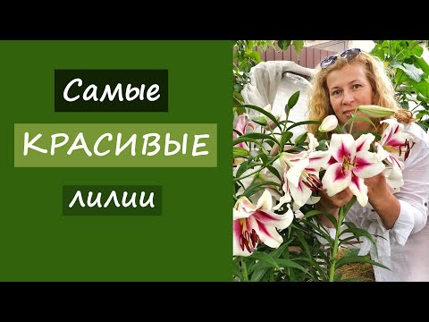 Видео: Самые красивые и огромные лилии