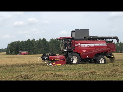 Видео: Уборка овса / 3Х ПАЛЕССЕ GS12, ПАЛЕССЕ GS12A1 PRO, ПАЛЕССЕ GS12 PRO, 2Х МАЗ 5551 /