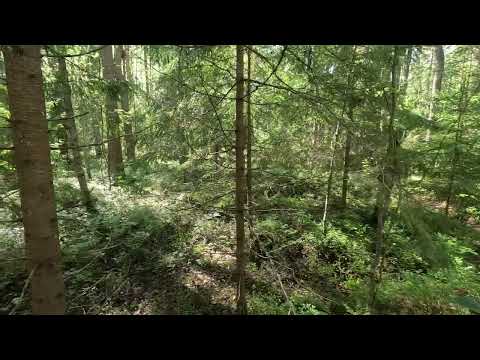 Видео: Охота на рябчика 21.08.25