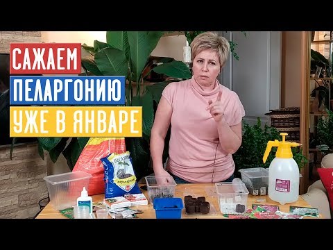 Видео: НАЧИНАЕМ ПОСАДОЧНЫЙ СЕЗОН 2020 С ПЕЛАРГОНИИ! Посадка в стаканчики и торфяные таблетки / Садовый гид