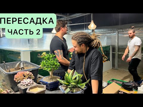 Видео: ПЕРЕСАДКА КРАССУЛЫ ДЕНЕЖНОГО ДЕРЕВА В ПЛОШКУ БОНСАЙ МАСТЕР КЛАСС СУККУЛЕНТЫ ЦВЕТЫ РЕДКИЕ РАСТЕНИЯ