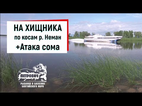 Видео: VLOG:Хищник. Рыбалка по косам, атака сома. Июнь 2020.