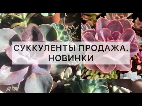 Видео: Весна. Новинки. Продажа суккулентов