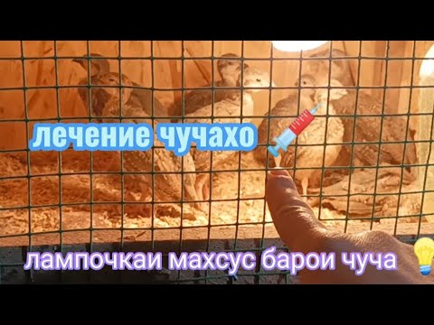 Видео: Чучахои кабк, лечение💉 ва лампочкахои💡 махсус барои чуча #кеклик#isfara #khujand#кабк#dushanbe#лайк