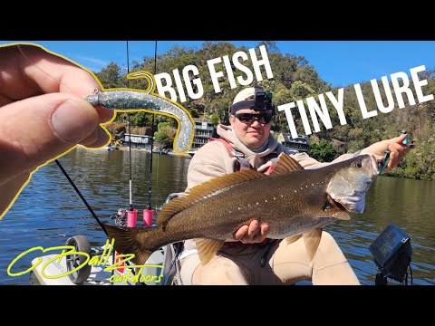 Видео: Хоксбери Маллоуэй на приманке