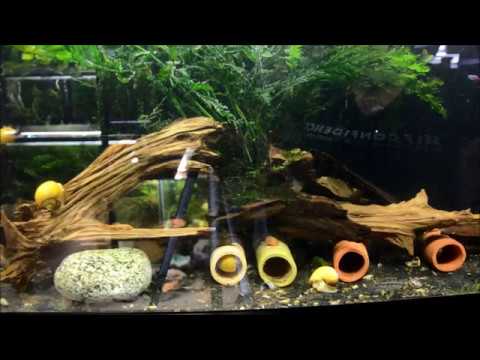 Видео: КАК подготовить аквариум для разведения щетинозубых рыб!