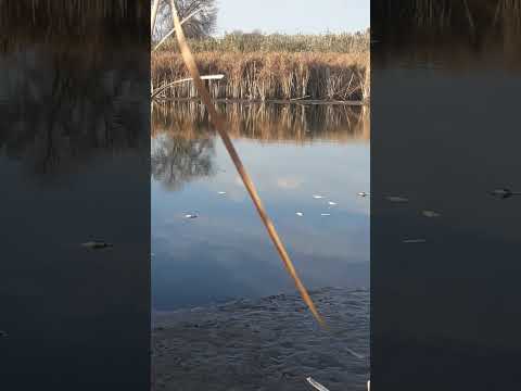 Видео: Жалко амура