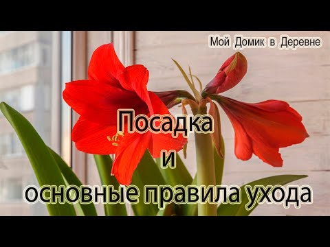 Видео: ЦВЕТЕНИЕ К НОВОМУ ГОДУ / КАК ПОСАДИТЬ ГИППЕАСТРУМ /