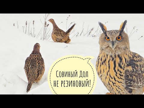 Видео: У нас фазанов прибыло! Ждём новый снегопад. Сыч Лучик специально закаляется 