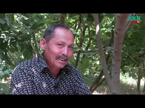 Видео: Аравандын анжириндей эч жакта анжир жок