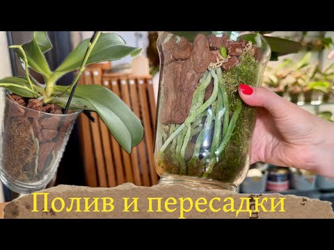Видео: Полив и пересадки орхидей фаленопсис , еще небольшая распаковка 😁 #phalaenopsisorchid #plants