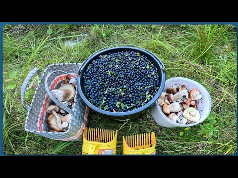 Видео: Черничный Рай! Заготовка черники, сезон 2023.