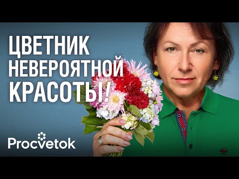 Видео: ТОП-12 КРАСИВЕЙШИХ ОДНОЛЕТНИХ ЦВЕТОВ, которые стоит посадить в 2025 году!