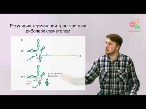 Видео: Регуляция работы генов. Регуляторные РНК