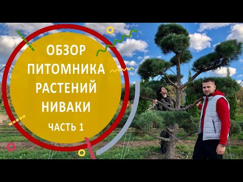 Видео: Обзор питомника Ниваки | Часть первая | #бонсай