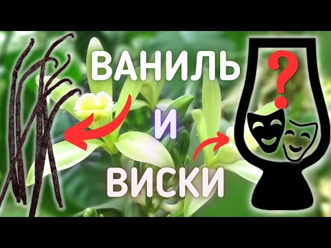 Видео: ВИСКИ и ВАНИЛЬ | Элементы Вкуса - Ванилин | Драм Кружок № 60