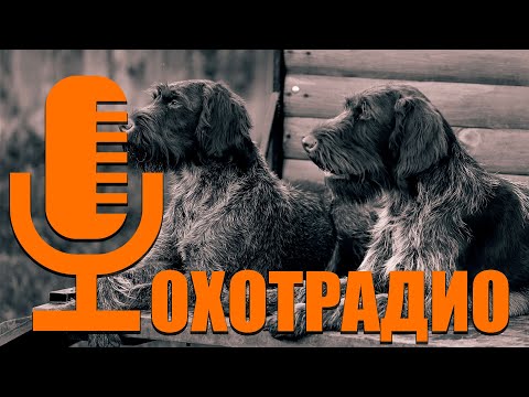 Видео: Часть №1🔴🔴ОхотРадио-питомник Дратхаар и Курцхаар заводчик Виктор hunting-dog.ru