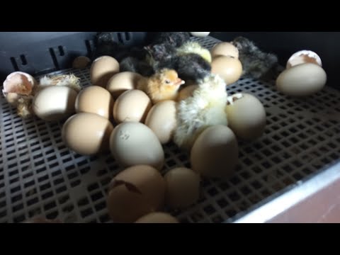 Видео: 21день инкубации. Вылупление цыплят. Радость и огорчение. Инкубатор пластиковый механический