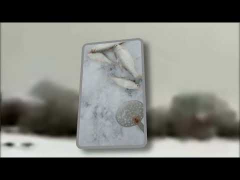 Видео: ПРИОЗЕРСК 2025