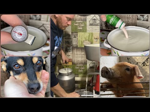 Видео: ДЕЛАЮ ЙОГУРТ🍶 ПОРОСЁНОК РЯБИНКА 🐷 и много другое