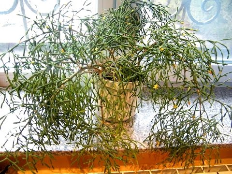 Видео: Хатиора -  сукулент, комнатные цветы. Выращивание, уход, размножение