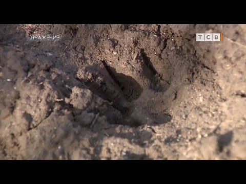 Видео: Койковский зверь: хищники среди нас