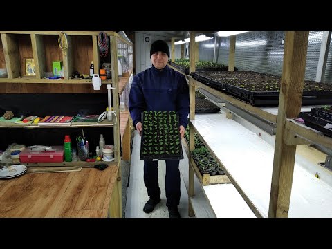 Видео: ВОТ! Что у нас растёт? ОБЗОР РАССАДЫ ЦВЕТОВ на 5 января!